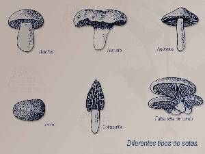 Variedades de las setas 