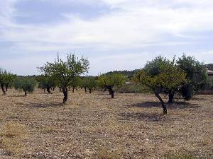 Almendros 