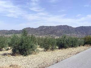 Al fondo la Sierra del Oro 