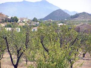 Almendros 