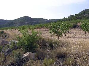 Cultivo de Almendros 