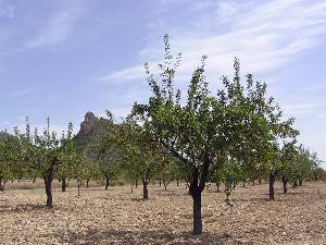 Almendros 