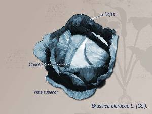 Ilustracin descriptiva 