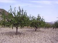 Almendros