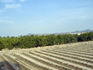 Huerta en La Basca 