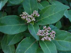 Viburnum Tinus.