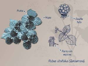 Ilustracin descriptiva de la planta 