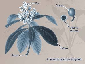 Ilustracin descriptiva de la planta 