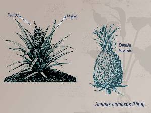 Ilustracin descriptiva de la planta [Pia]