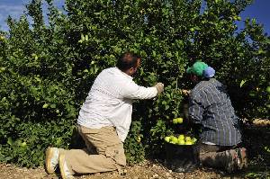 Recogiendo limones 