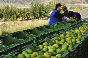 Recogida de limones 