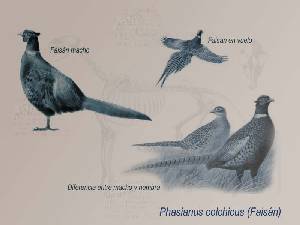 Ilustraci�n descriptiva 