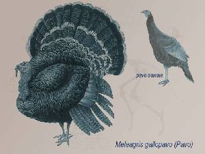 Ilustraci�n descriptiva 