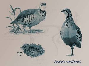 Ilustraci�n descriptiva 