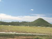 Foto 4. Los procesos volcnicos fueron los responsables de la formacin de yacimientos minerales que se han explotado desde pocas remotas. Ejemplo de este patrimonio minero es el Cabezo Rajo