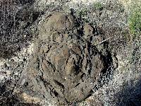 Foto 9: Detalle de lavas con estructura de cebolla, originada al entrar en contacto la lava con el agua. Barqueros (Murcia)