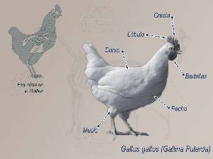 Ilustraci�n descriptiva 