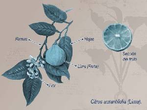 Ilustracin descriptiva de la planta 