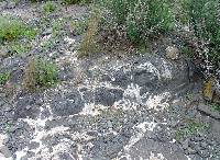 Foto 4: Detalle de una colada de lava basltica del volcn de la Cebolla. (Cartagena)