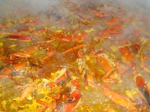 Arroz con Bogavante, cociendo 