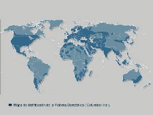 Distribucin mundial de la paloma domstica 