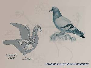 Ilustraci�n descriptiva 