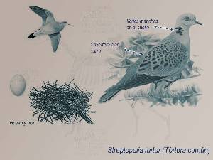 Ilustraci�n descriptiva de la t�rtola com�n [T�rtola]