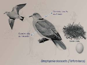 Ilustraci�n descriptiva de la t�rtola turca 