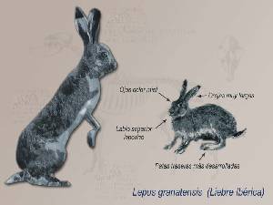 Ilustraci�n descriptiva 