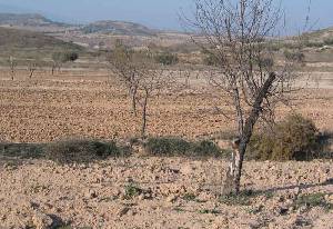 Hbitat natural de la liebre 