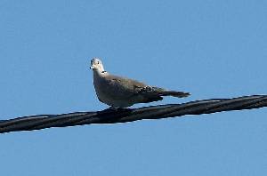 T�rtola Turca 