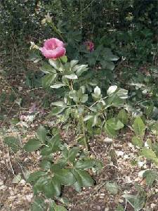 Peonia broteroi