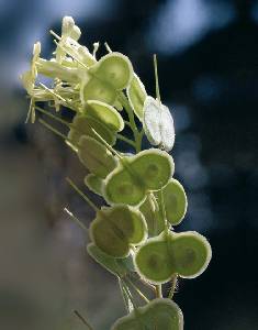 Hierba de anteojos (Medicago orbicularis)