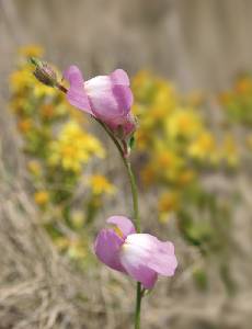 Antirrhinum sp.