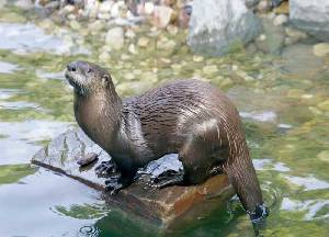 Nutria (Lutra lutra)