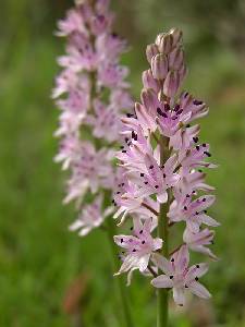 Inflorescencia de escila (Scilla obtusifolia)