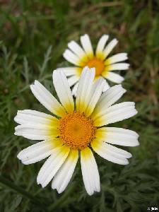 Inflorescencias de mohino (Chrysanthemum coronarium)