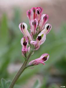 Flores de hierba gallinera (Fumaria capreolata)