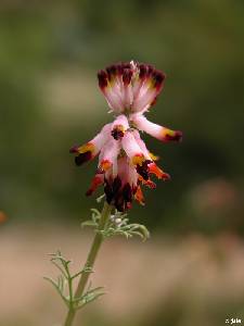 Flores de Platycapnos spicata