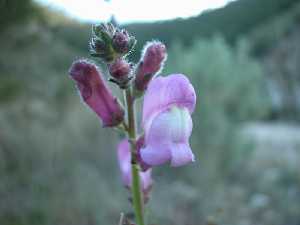 Flor de boca de drag�n (Antirrhinum barrelieri). P. R. Sierra de la Pila.
