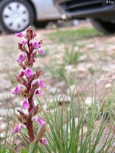 Orchis collina amenazada por aparcamiento de vehculos