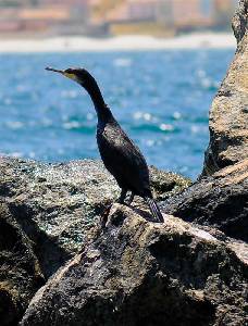 Cormorn moudo (Phalacrocorax aristotelis desmarestii)