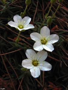 Sierra Espua