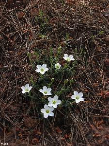 Sierra Espua