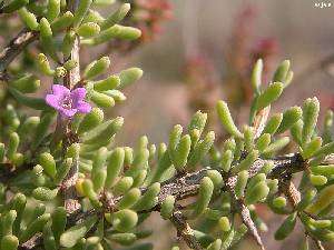 Marina del Carmol�