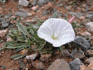 Sierra Espua