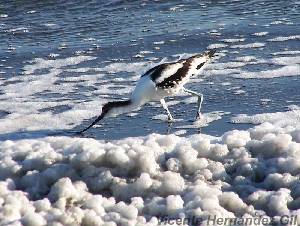 Avoceta comn