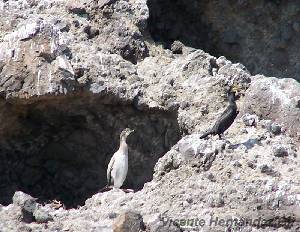 Cormorn moudo joven y adulto en la Isla Grosa