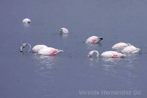 Flamencos