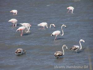 Flamencos adultos y jvenes